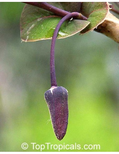 1 Arbolito de Ilama (Annona diversifolia) Autentica papausa - Papauce a la venta Para plantar en tu jardin