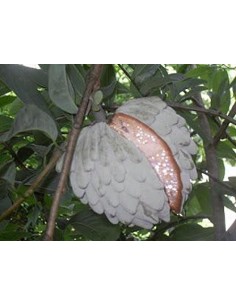 1 Annona diversifolia - Papauce , Ilama fruit Live plant for sale.