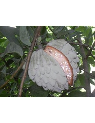 1 Annona diversifolia - Papauce , Ilama fruit Live plant for sale.