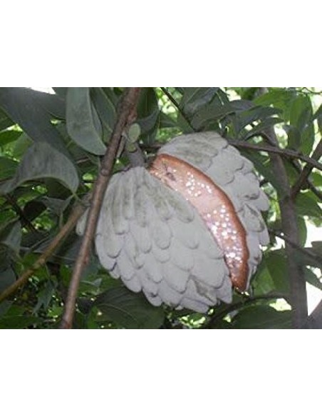 1 Annona diversifolia - Papauce , Ilama fruit Live plant for sale.