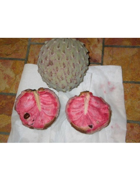 1 Arbolito de Ilama (Annona diversifolia) Autentica papausa - Papauce a la venta Para plantar en tu jardin