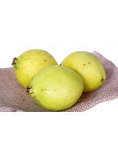 Guayaba de calvillo arboles en venta 2