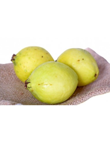 1 Common Mexican guajava - Psidium guajava for sale at the green shop co mexico.