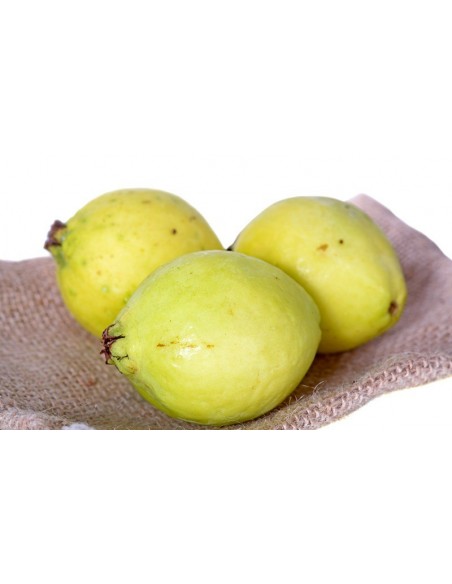 1 Common Mexican guajava - Psidium guajava for sale at the green shop co mexico.