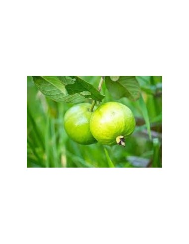 Guayaba de calvillo arboles en venta