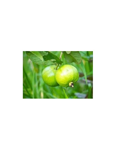 1 Common Mexican guajava - Psidium guajava for sale at the green shop co mexico.