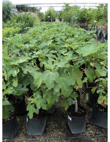 250 Arboles de Higo Negro - Black king Mission - Ficus carica - Mayoreo de arboles frutales con envio a todo Mexico.