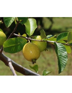 1 Common Mexican guajava - Psidium guajava for sale at the green shop co mexico.