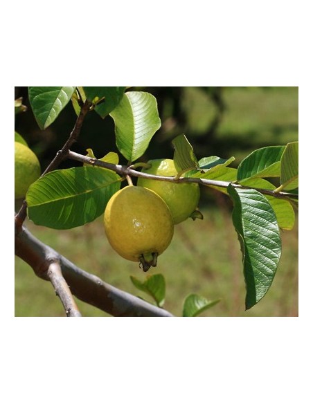 1 Common Mexican guajava - Psidium guajava for sale at the green shop co mexico.
