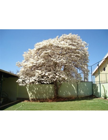 1 Arbolito de Patancan Blanco (Tabebuia roseo-alba) Como el macuilis rosado pero de floracion blanca o albina