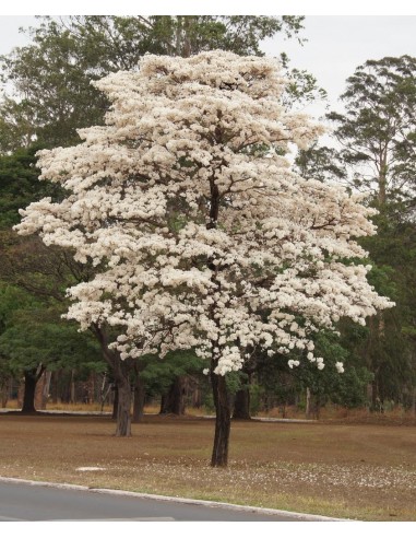 1 White Ipe - Lapacho blanco tree (Tabebuia roseo-alba) rare from brazil