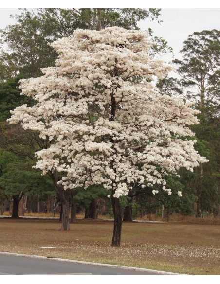 1 Arbolito de Patancan Blanco (Tabebuia roseo-alba) Como el macuilis rosado pero de floracion blanca o albina
