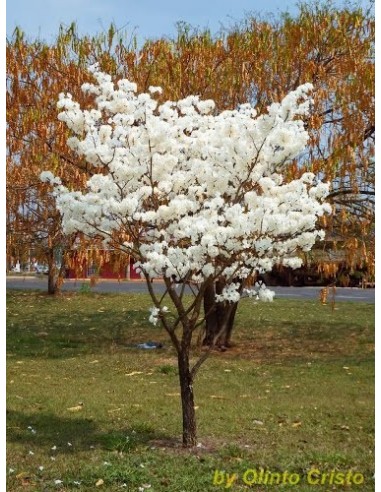 1 White Ipe - Lapacho blanco tree (Tabebuia roseo-alba) rare from brazil