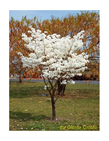 1 Arbolito de Patancan Blanco (Tabebuia roseo-alba) Como el macuilis rosado pero de floracion blanca o albina