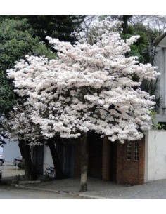 1 Arbolito de Patancan Blanco (Tabebuia roseo-alba) Como el macuilis rosado pero de floracion blanca o albina