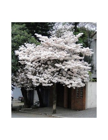 1 Arbolito de Patancan Blanco (Tabebuia roseo-alba) Como el macuilis rosado pero de floracion blanca o albina