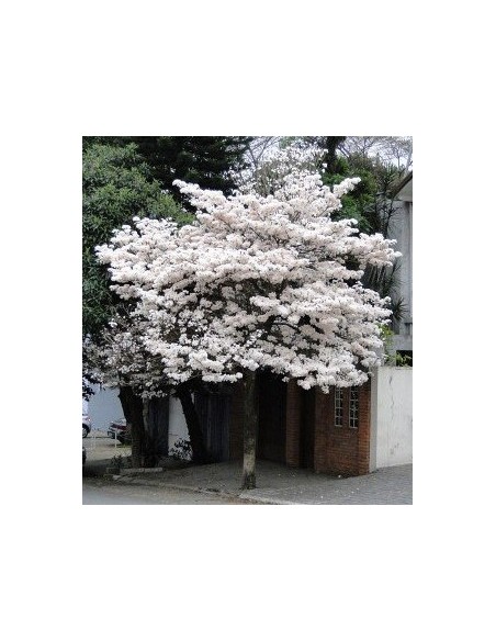 1 Arbolito de Patancan Blanco (Tabebuia roseo-alba) Como el macuilis rosado pero de floracion blanca o albina