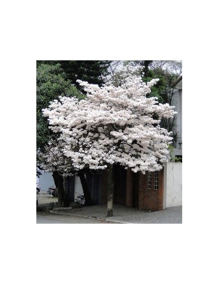 1 White Ipe - Lapacho blanco tree (Tabebuia roseo-alba) rare from brazil 1 White Ipe - Lapacho blanco tree (Tabebuia roseo-alba) rare from brazil