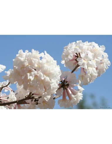 1 White Ipe - Lapacho blanco tree (Tabebuia roseo-alba) rare from brazil