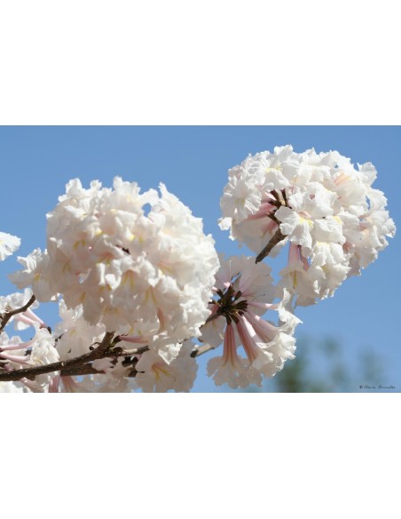 1 Arbolito de Patancan Blanco (Tabebuia roseo-alba) Como el macuilis rosado pero de floracion blanca o albina