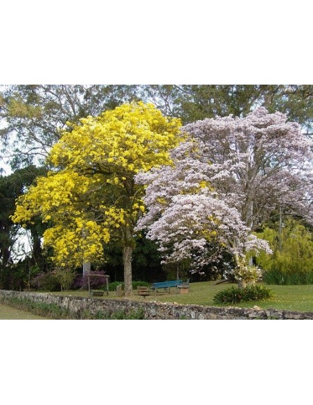 1 White Ipe - Lapacho blanco tree (Tabebuia roseo-alba) rare from brazil 1 White Ipe - Lapacho blanco tree (Tabebuia roseo-alba) rare from brazil