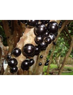 1 Jaboticaba fruit treelive plant -Myrciaria cauliflora for sale