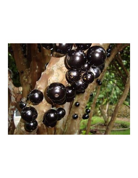 1 Arbolito de Jaboticaba (Myrciaria cauliflora) Jaboticabeiro ''jabuticaba'' Un rarisimo frutal de brasil ''Guapuru'' ya