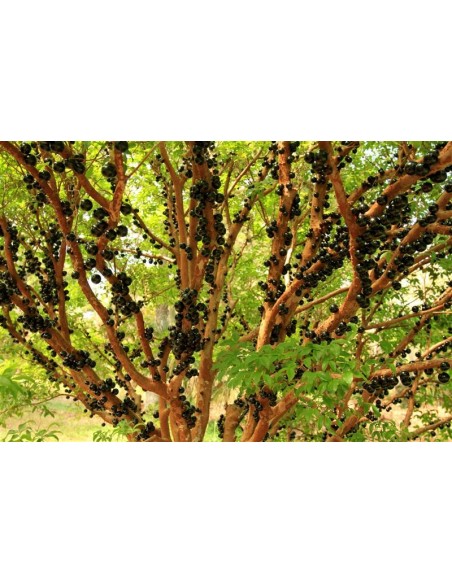 1 Arbolito de Jaboticaba (Myrciaria cauliflora) Jaboticabeiro ''jabuticaba'' Un rarisimo frutal de brasil ''Guapuru'' ya