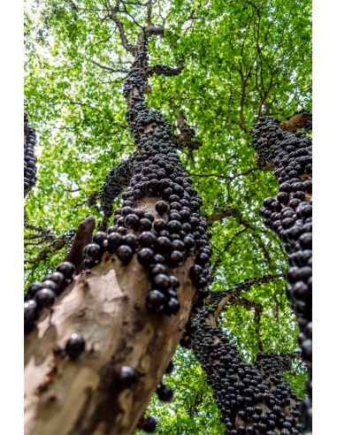 1 Jaboticaba fruit treelive plant -Myrciaria cauliflora for sale