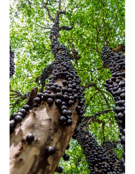 1 Jaboticaba fruit treelive plant -Myrciaria cauliflora for sale