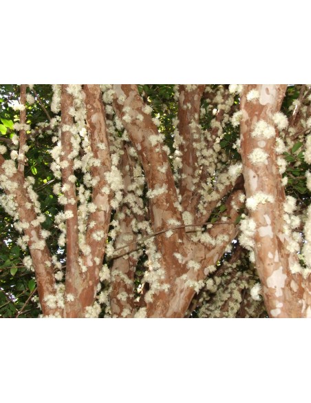 1 Arbolito de Jaboticaba (Myrciaria cauliflora) Jaboticabeiro ''jabuticaba'' Un rarisimo frutal de brasil ''Guapuru'' ya