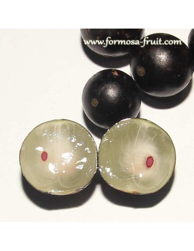 1 Jaboticaba fruit treelive plant -Myrciaria cauliflora for sale