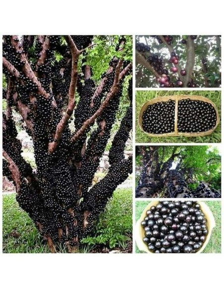 1 Jaboticaba fruit treelive plant -Myrciaria cauliflora for sale