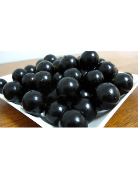 1 Jaboticaba fruit treelive plant -Myrciaria cauliflora for sale