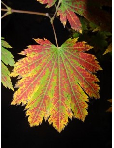 Acer japonicum 'Emmet calabaza' Rare japanese Maple tree - Order online