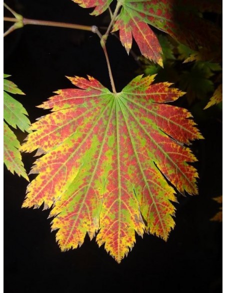 1 Arce Calabaza de emmet (Acer japonicum) Fabuloso follaje anaranjado 1 Arce Calabaza de emmet (Acer japonicum) Fabuloso follaje anaranjado