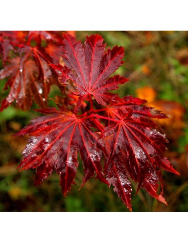 1 Arce Calabaza de emmet (Acer japonicum) Fabuloso follaje anaranjado