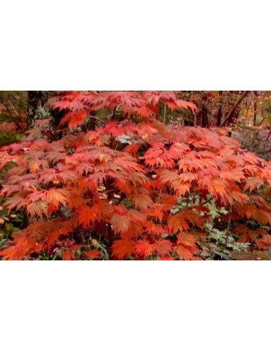 1 Arce Calabaza de emmet (Acer japonicum) Fabuloso follaje anaranjado