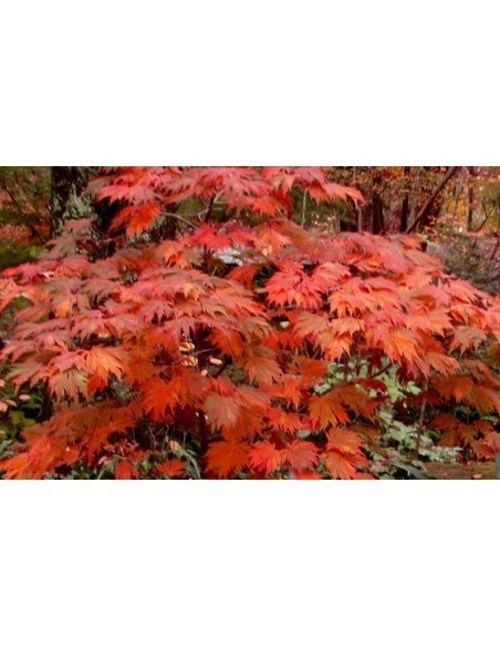 1 Arce Calabaza de emmet (Acer japonicum) Fabuloso follaje anaranjado 1 Arce Calabaza de emmet (Acer japonicum) Fabuloso follaje anaranjado