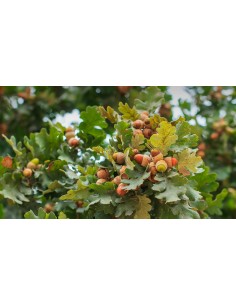 2 Cedro rojo O 2 Encino...