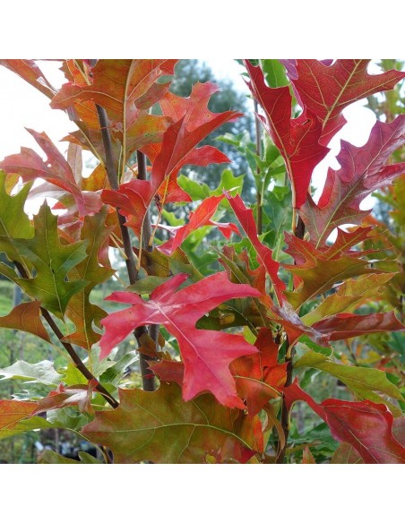 2 Cedro rojo O 2 Encino rojo Quercus o cedrela odotara para reforestacion