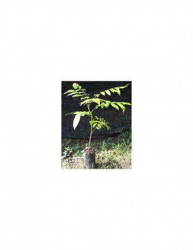 2 Cedro rojo O 2 Encino rojo Quercus o cedrela...