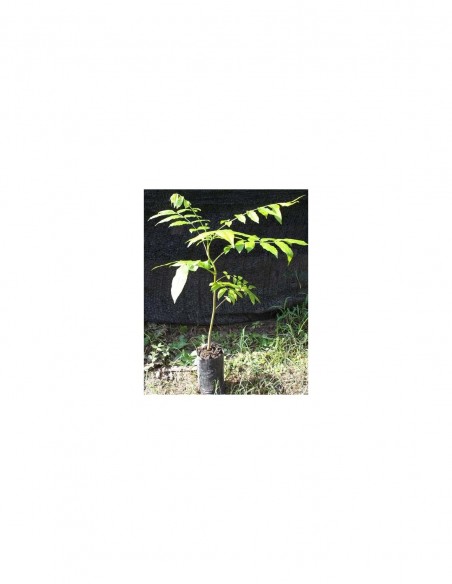 2 Cedro rojo O 2 Encino rojo Quercus o cedrela odotara para reforestacion