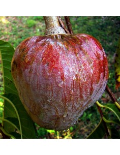 1 Custard apple live plant - Annona reticulata - Red annonaceae for sale rare annona tree 2