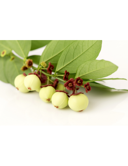 1 Live Litsea petiolata - Rare spice tree from North thailand