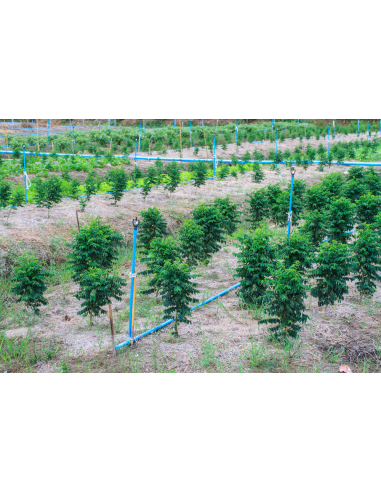 1 Live Litsea petiolata - Rare spice tree from...