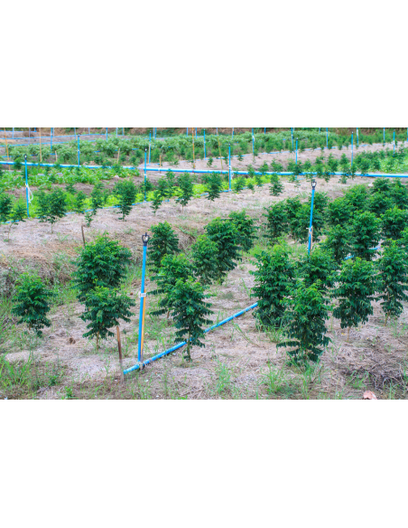 1 Live Litsea petiolata - Rare spice tree from North thailand