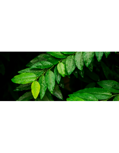 1 Live Litsea petiolata - Rare spice tree from...