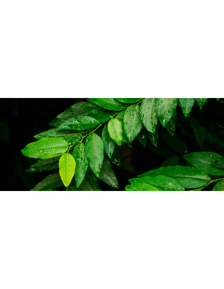 1 Live Litsea petiolata - Rare spice tree from North thailand