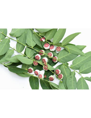 1 Live Litsea petiolata - Rare spice tree from...